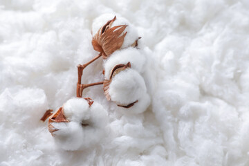 Closeup view of soft flowers on clean cotton