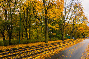 Naklejka premium Yellow Leaves On An Autumn Street. Train Rails are Covered with Yellow Leaves. Poland, Poznan, Solacz