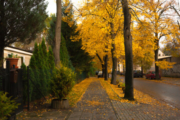 Fototapeta premium Yellow Leaves On An Autumn Street. Poland, Poznan, Solacz