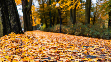 Yellow Leaves On An Autumn Street. Poland, Poznan, Solacz