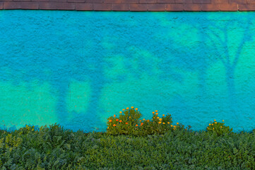 Fototapeta na wymiar Sun light and tree shadow on Turquoise wall 