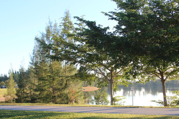 Sunrise shining through the trees over the lake