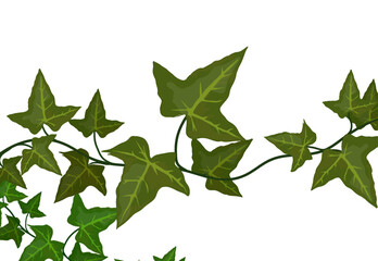 some vine leaves, no background