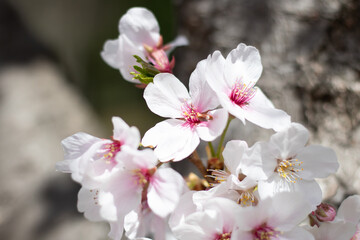 beautiful japanese cherry blossoms