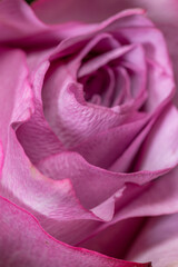 close up of a pink rose bud