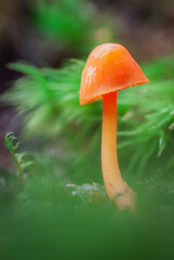 Mycena acicula or orange bonnet mushroom