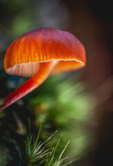 Mycena acicula or orange bonnet mushroom
