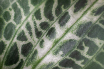 Small variegated plant goring in green moos