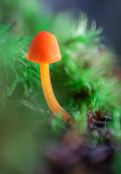 Mycena acicula or orange bonnet mushroom