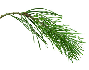 pine cone. branch on transparent, png. Spruce branch with green cones on white. Young pine cone on a green tree branch.