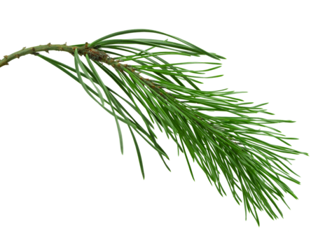 pine cone. branch on transparent, png. Spruce branch with green cones on white. Young pine cone on a green tree branch.