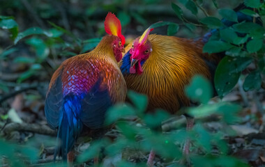 Sri Lankan junglefowl