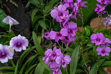 Beautiful multi-colored orchids with bright green leaves grow in the shade of a tree.