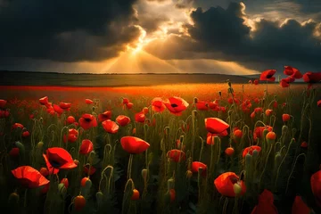 Fotobehang Poppy flowers during sunrise. Dark cloud over poppy field.  © Malaika