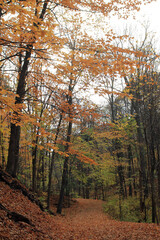 Fototapeta premium Autumn landscape with colorful trees