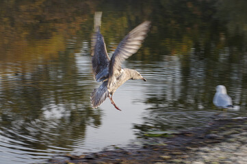 A juvenile gull flying above Trout Lake Vancouver BC Canada