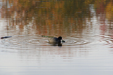 An American coot chipping at a floating piece of grass in Trout Lake in Vancouver BC Canada
