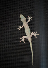 イヌサフランの花