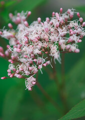 フジバカマの花