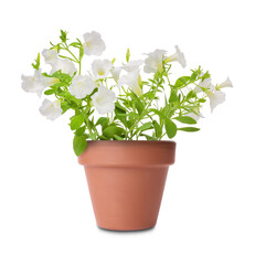 Fototapeta na wymiar Beautiful petunia in terracotta flower pot isolated on white