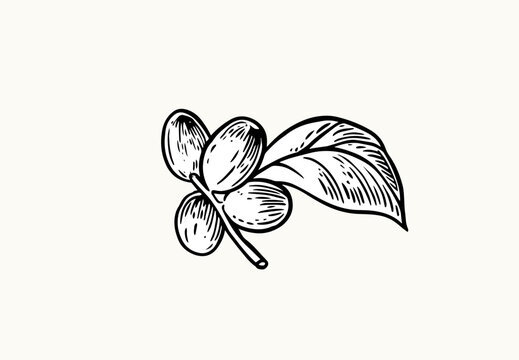 coffee tree of ink drawing sketch for poster, fabric, cover, label packaging, name card, post card, brochure. Coffee pattern