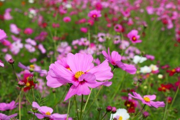 Obraz na płótnie Canvas 秋の日のコスモス畑　風に揺れるピンクの花