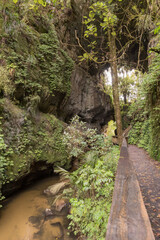 Mangapohue Natural Bridge, a natural arch in a limestone gorge in the Waikato Region of New Zealand. Vertical orientation.