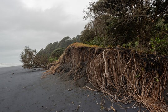 Masses Of Tree Roots Exposed By Coastal Erosion At Awakino Beach, Waikato Region, New Zealand.