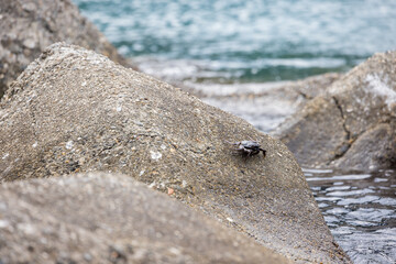 Wild crab at the seaside