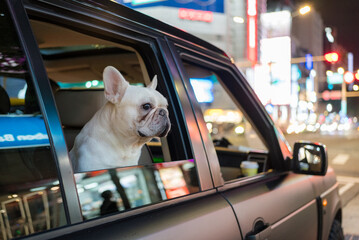 French Bulldog inside a car in the evening