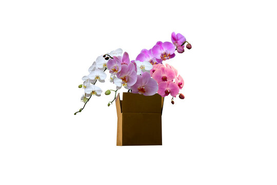 Isolated image of beautiful colorful orchids in a brown cardboard box on a transparent background png file.