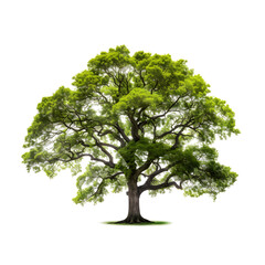 Green Trees Isolated on PNGs transparent background , Use for visualization in architectural design or garden decorate	
