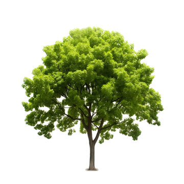 Green Trees Isolated on PNGs transparent background , Use for visualization in architectural design or garden decorate	
