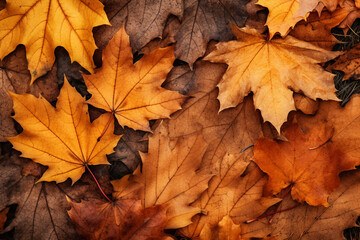 Naklejka na ściany i meble Autumn maple leaf