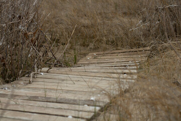 wooden path on the beach