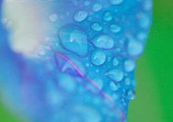 青いアサガオの水滴