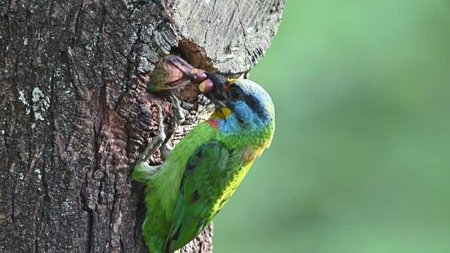 Taiwan barbet feeding