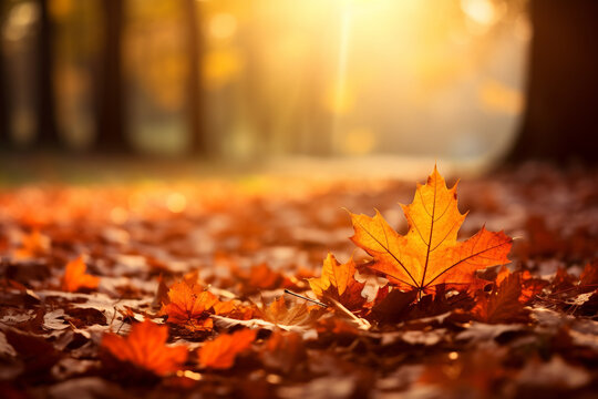 Colorful leaves in Autumn season with blurred background.