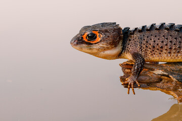 Close-up of a stunning Red-eyed Crocodile Skink (Tribolonotus Gracilis) perched on a tree branch,...