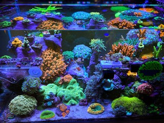 tropical coral reef