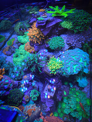 Coral reef aquarium 