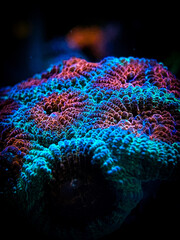 Coral close up