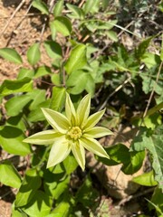 Obraz premium Clematis patens C. Morren & Decne