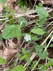 Pseudostellaria heterophylla