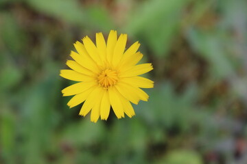 Hypochaeris radicata