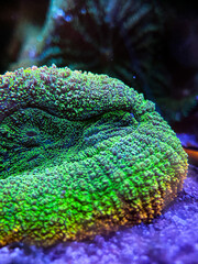 Coral