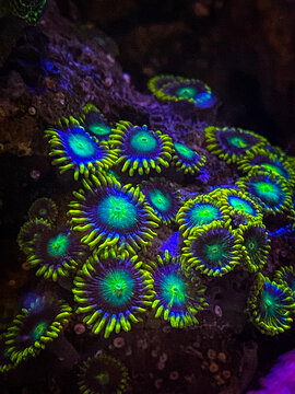 Zoa garden