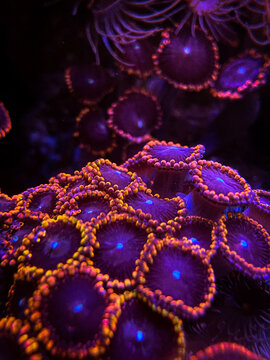 Zoa garden