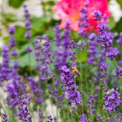 紫のラベンダーの花に止まるミツバチのいる花壇、春の日の庭