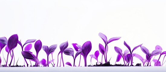 Purple seedlings with an abstract appearance intended for use as a background